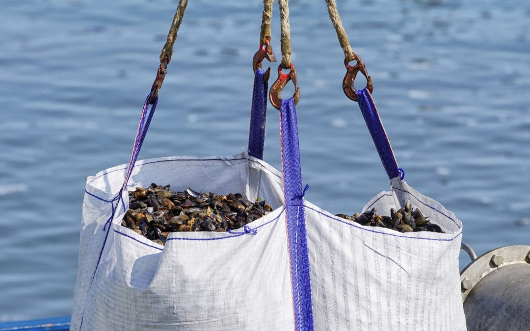 Projeto da UFF em parceria com a Prefeitura de Niterói auxilia na preservação da pesca artesanal local